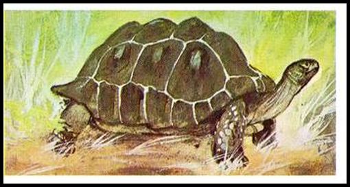 76BBWW 6 Tortoise.jpg